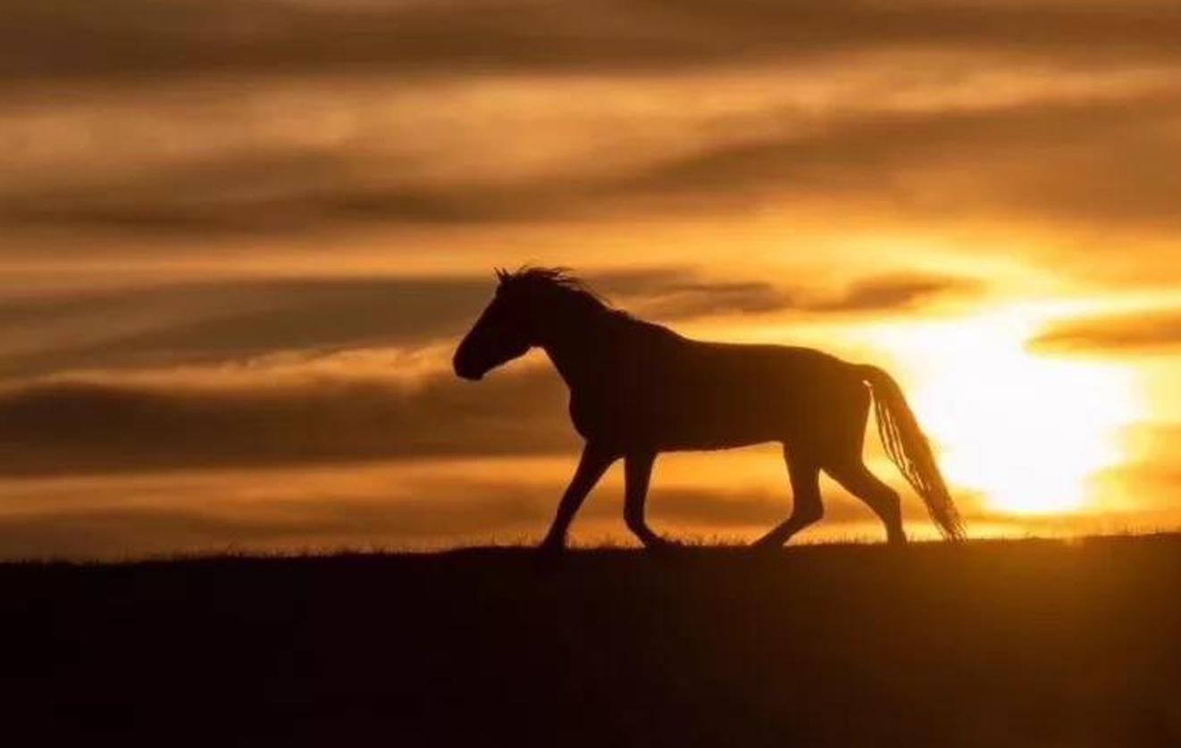 夕阳下的马_高清图集_新浪网
