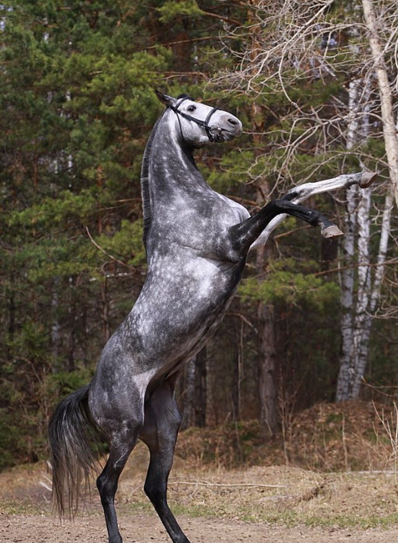 高加索的雄鹰卡巴金马