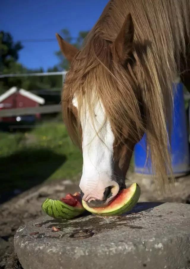 马儿百科小课堂夏天究竟能不能给马吃西瓜