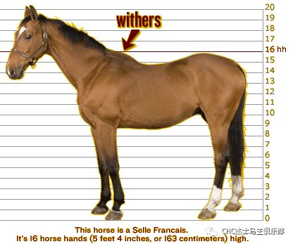 16掌宽马匹