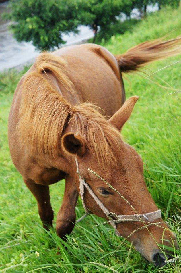 大理马,也称滇马,是中国云南西南地区著名的古老马 种,原泛指古南诏