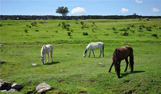 马儿们在悠闲地吃草