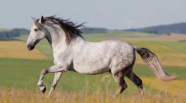 遇到危险或者仅仅是不明的异动,大部分马儿的第一选择是————逃跑