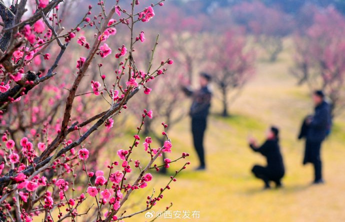 終南山下早梅初綻