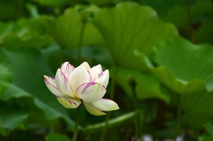 丰庆公园荷花盛开