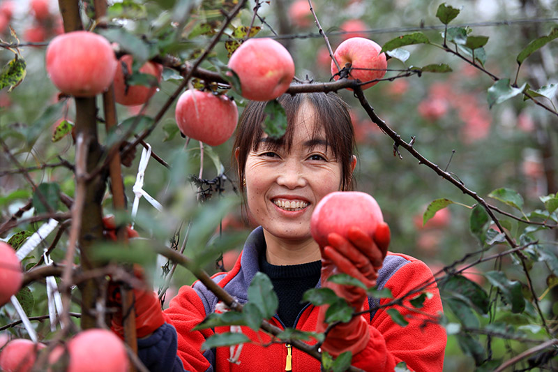 洛川苹果丰收 硕果累累采摘忙