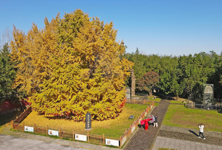 楼观古银杏披金甲