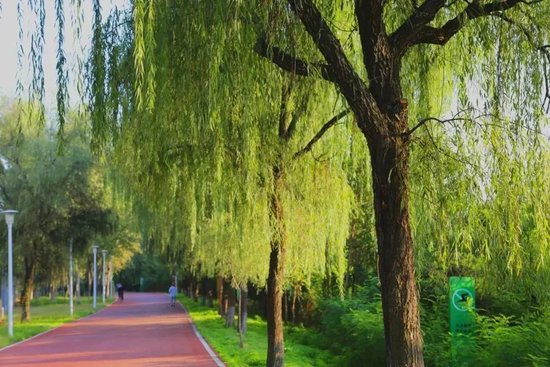 灞桥生态湿地公园集齐了秋天的五颜六色