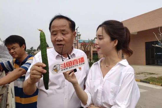 大棚种植的黄瓜