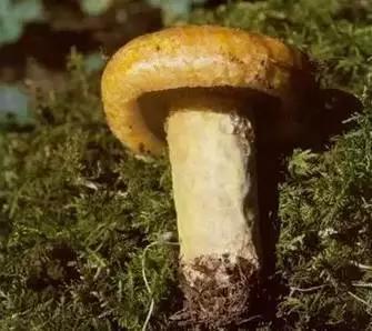 西安一母亲采野蘑菇食用后母女三人中毒一人身亡