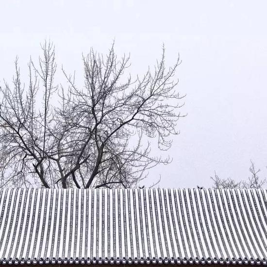 曲江池褪去了"水满花千树"的热闹,   春晓苑安静得能听见雪飘落的