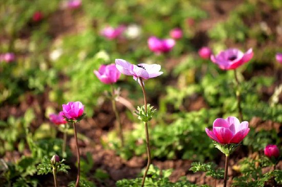 西安植物园春季花展即将开始