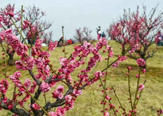 唐村数千株梅花绽放，给春天增添了不少色彩与活力。