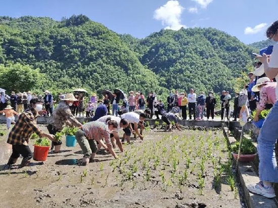 留坝县青桥驿镇插秧比赛