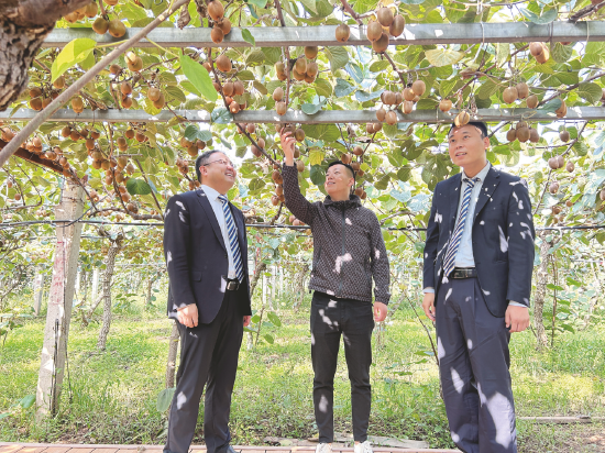 邮储银行陕西省分行客户经理深入田间了解农户猕猴桃种植情况
