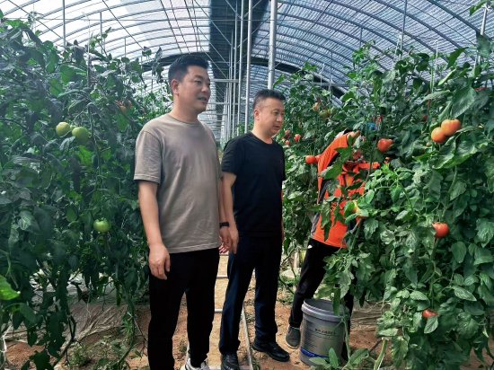 中国光大银行咸阳分行驻村队实地查看西红柿长势情况