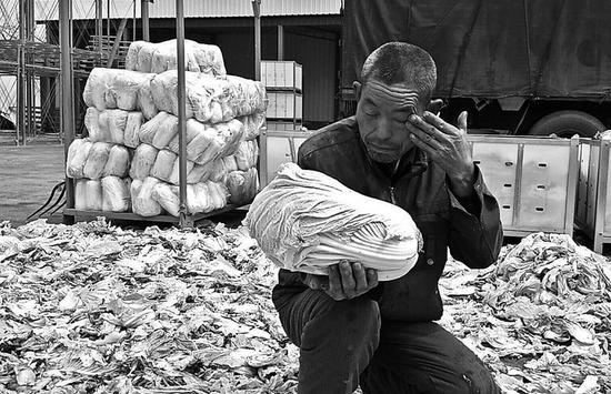 成捆大白菜堆积如山 彬县65万斤白菜滞销