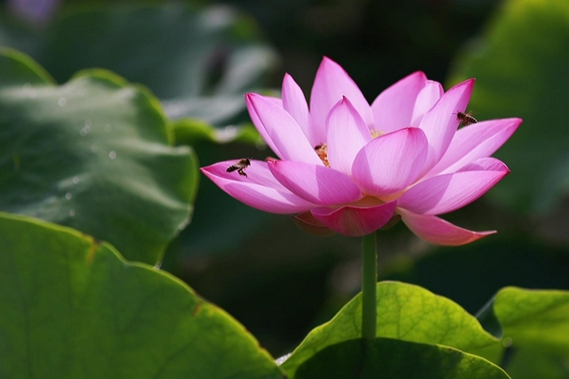 荷塘花正艳赏荷正当时 西安这些地方可以赏荷 - Vimarsana News
