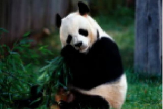 秦岭大熊猫人工繁育种群突破40只