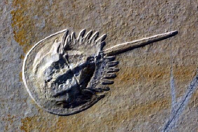 陕西首次确认两亿年前鲎遗迹化石