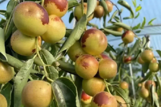 陕西大荔：科技助力农业丰产 黄河岸畔冬枣飘香