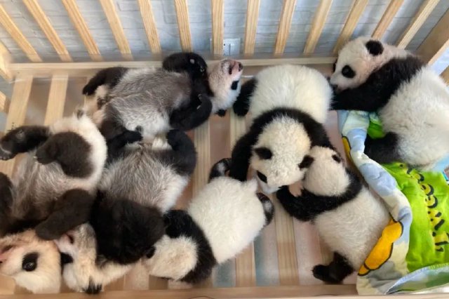 秦岭大熊猫研究中心大熊猫圈养种群数量达49只