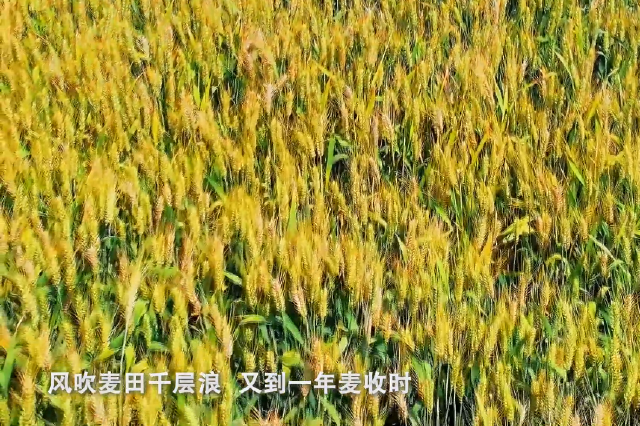 风吹麦浪 华山脚下20余万亩小麦丰收在望
