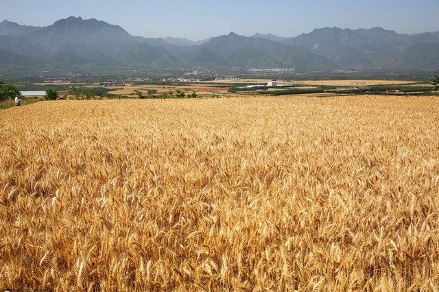 西安市210万亩小麦丰收在望 将投入7.8万余台农机