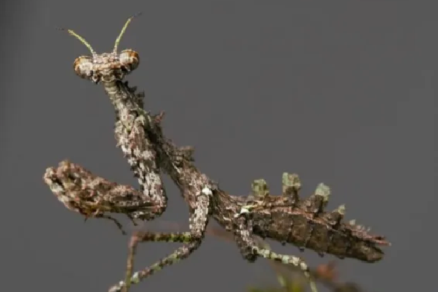 陕西佛坪发现新物种秦岭缺翅螳