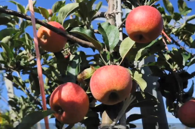 陕西长武迎来苹果丰收季