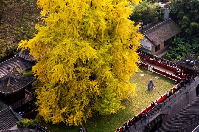 陕西西安：千年银杏迎来最佳观赏期