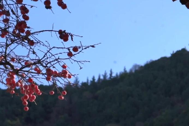 西安臨潼：驪山腳下火晶柿子熟了