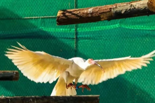 全球最长寿朱鹮“平平”再次刷新生存纪录