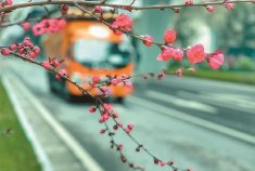 #古城西安春日赏花指南#