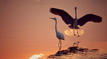 大批候鸟来西安过冬
