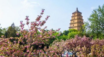 春至长安：花开一日看不尽