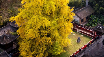 千年銀杏迎最佳觀(guān)賞期