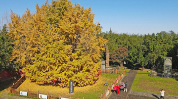 楼观古银杏披“金甲”