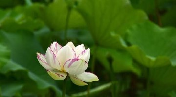 西安丰庆公园荷花盛开