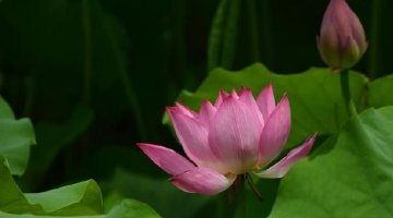 莲湖公园夏日荷花绽放