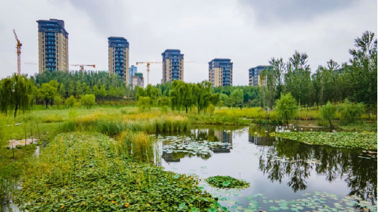 沣西新城海绵城市让雨水不再是余水