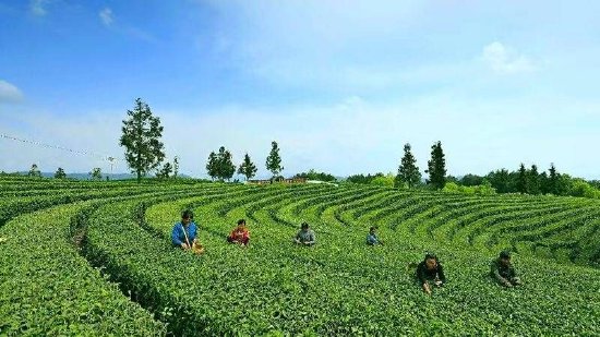 广元茶叶采摘现场 图据广元市委宣传部