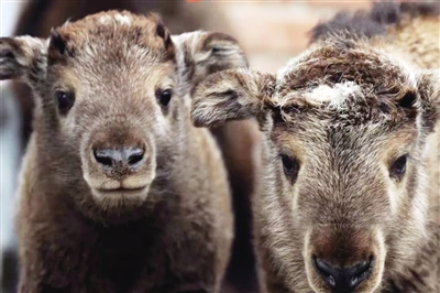 “金来财”“福盆满”是新生兄妹