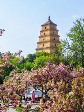 春至长安：花开一日看不尽