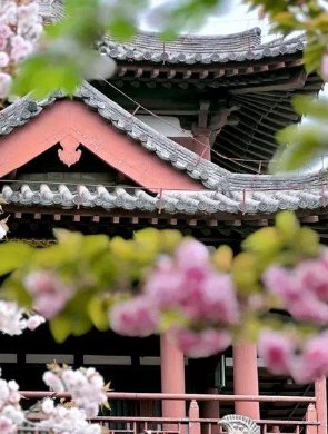 繁花春景 繪就西安清明盛圖