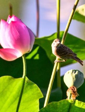 雀戲荷葉間