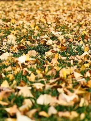 西安推行“落叶缓扫”