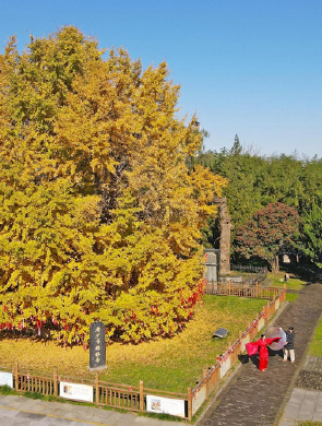 楼观古银杏披“金甲”