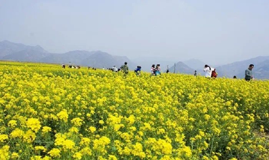 蓝田县玉山镇油菜花观光体验区