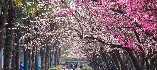 太白立交转盘街心花园里的绿植花开满园